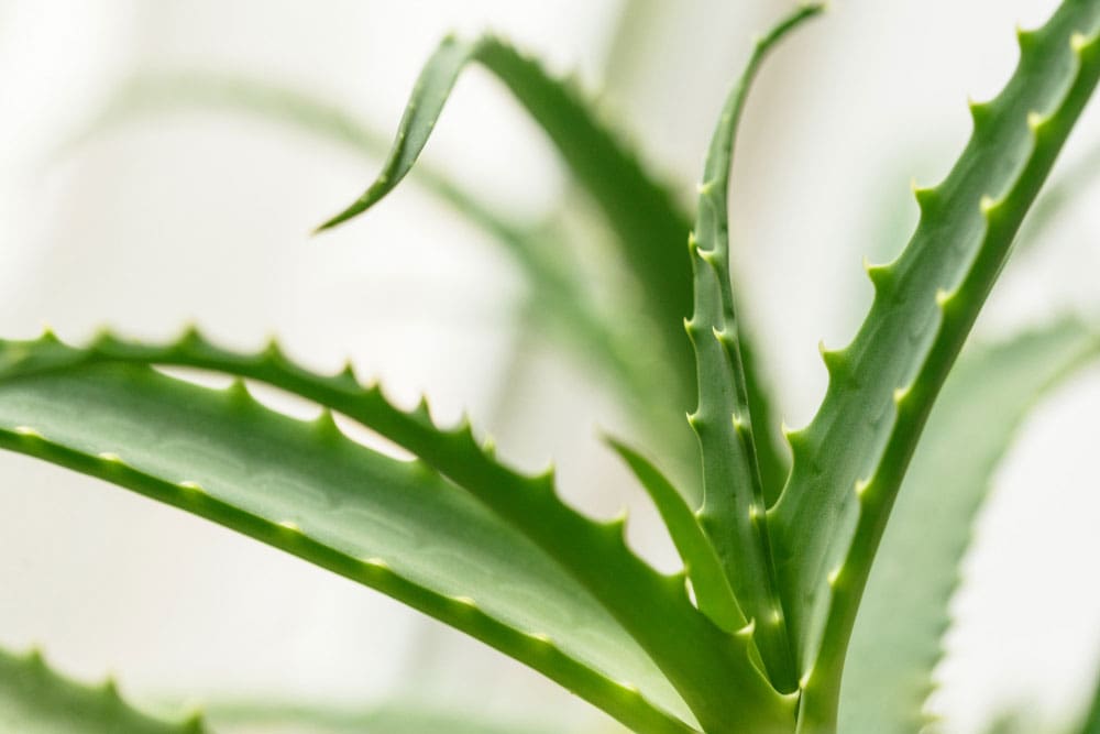 aloe vera