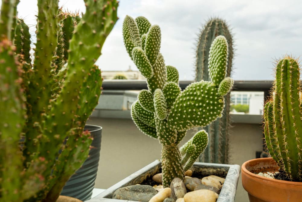 cactus en pot