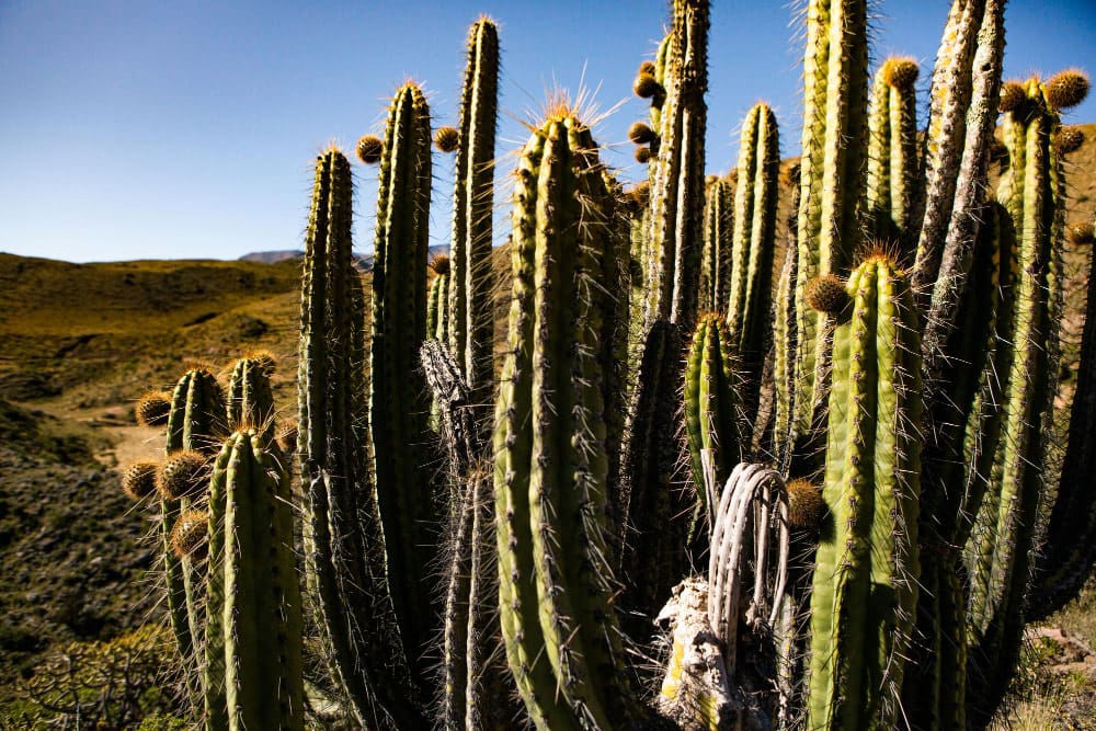 cactus en zone aride